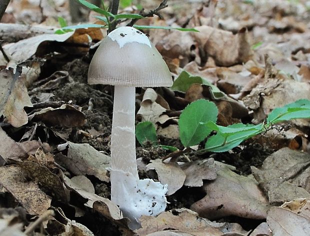 muchotrávka pošvatá Amanita vaginata (Bull.) Lam.