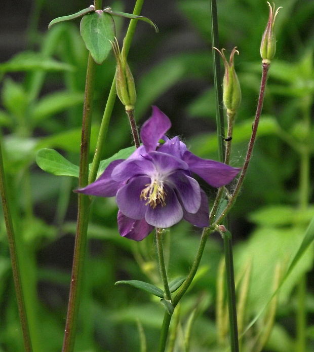 orlíček obyčajný Aquilegia vulgaris L.