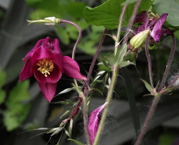 orlíček obyčajný Aquilegia vulgaris L.