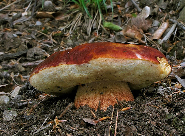 hríb sosnový Boletus pinophilus Pil. et Dermek in Pil.