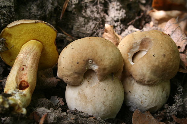 hríb dubový a suchohríb  Boletus reticulatus Schaeff.