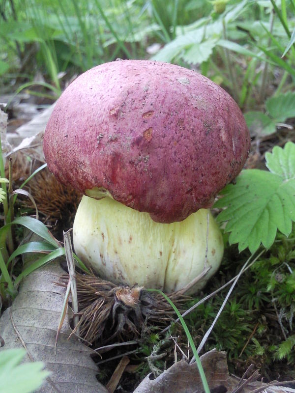 hríb kráľovský Butyriboletus regius (Krombh.) D. Arora & J.L. Frank