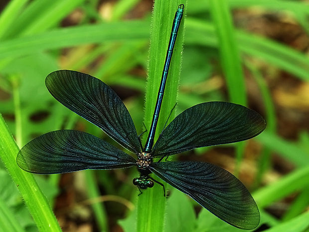 hadovka obyčajná Calopteryx virgo