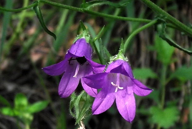 zvonček pŕhľavolistý Campanula trachelium L.