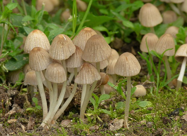 hnojník Coprinellus sp.