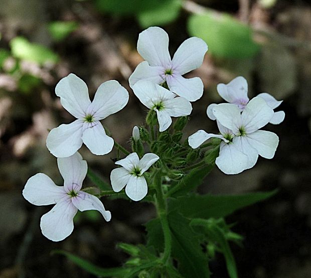 večernica voňavá Hesperis matronalis L.