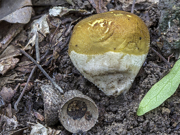 prášnica Lycoperdon sp.