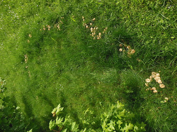 tanečnica poľná Marasmius oreades (Bolton) Fr.