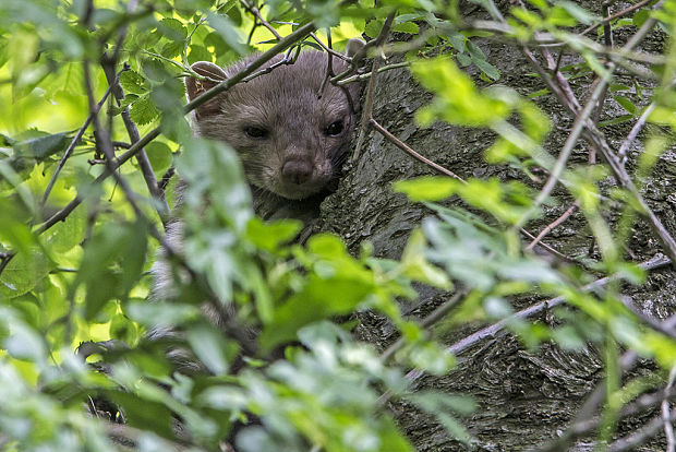 kuna skalná Martes foina