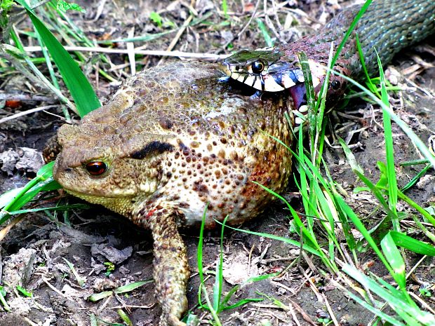 užovka obojková Natrix natrix