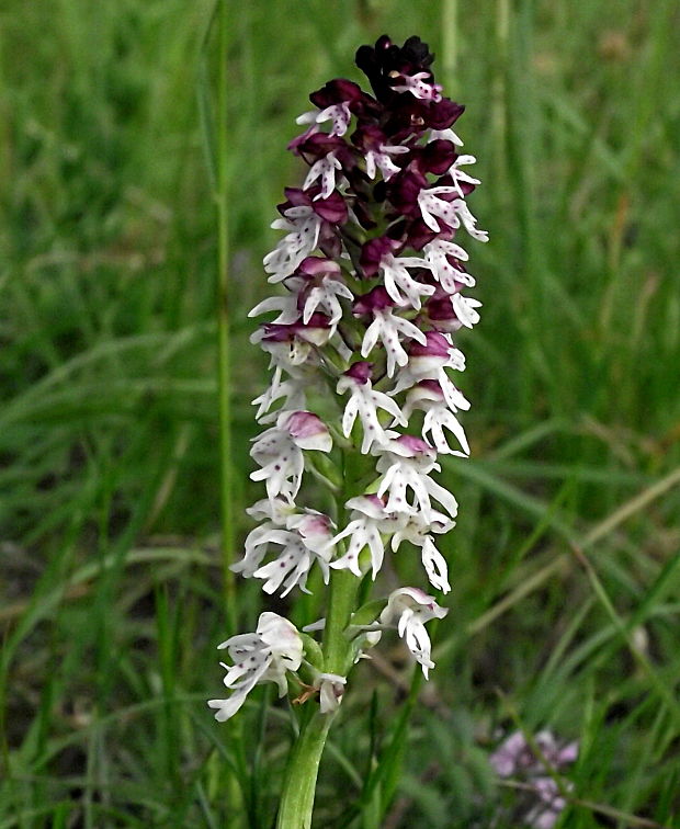 neotinea počerná pravá Neotinea ustulata subsp. ustulata (L.) R. M. Bateman, A. M. Pridgeon et M. W. Chase