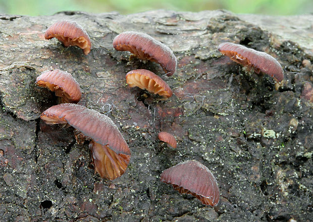 pňovka fialovohnedá Panellus violaceofulvus (Batsch) Singer