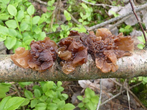 rôsolovka lupeňovitá Phaeotremella foliacea (Pers.) Wedin, J.C. Zamora & Millanes