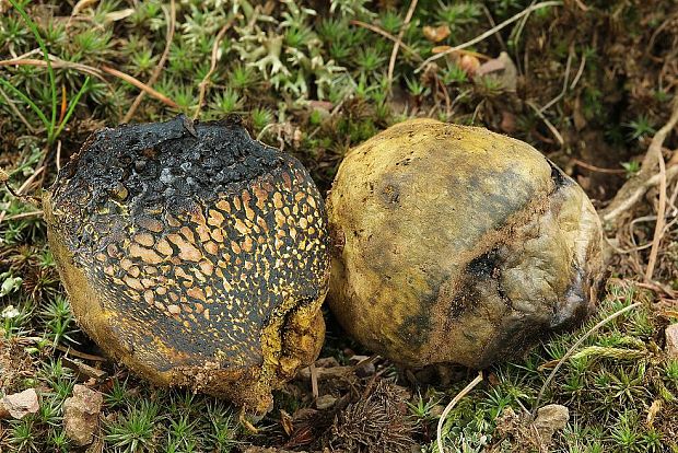 hráškovec obyčajný Pisolithus arhizus (Scop.) Rauschert