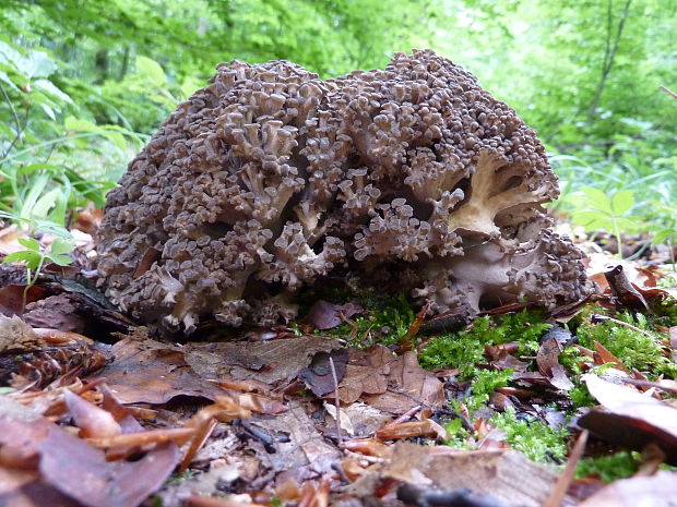 trúdnik klobúčkatý Polyporus umbellatus (Pers.) Fr.