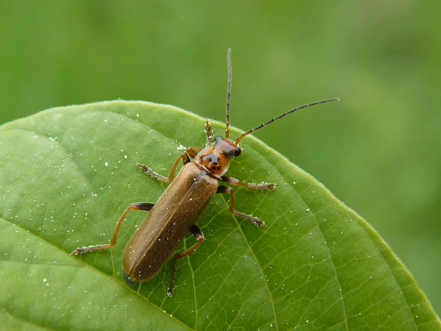 sněhuľčík  Rhagonycha nigriventris