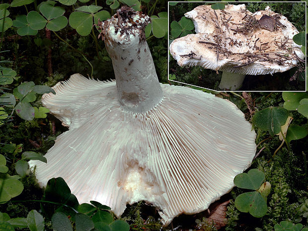 plávka lievikovitá Russula chloroides (Krombh.) Bres.