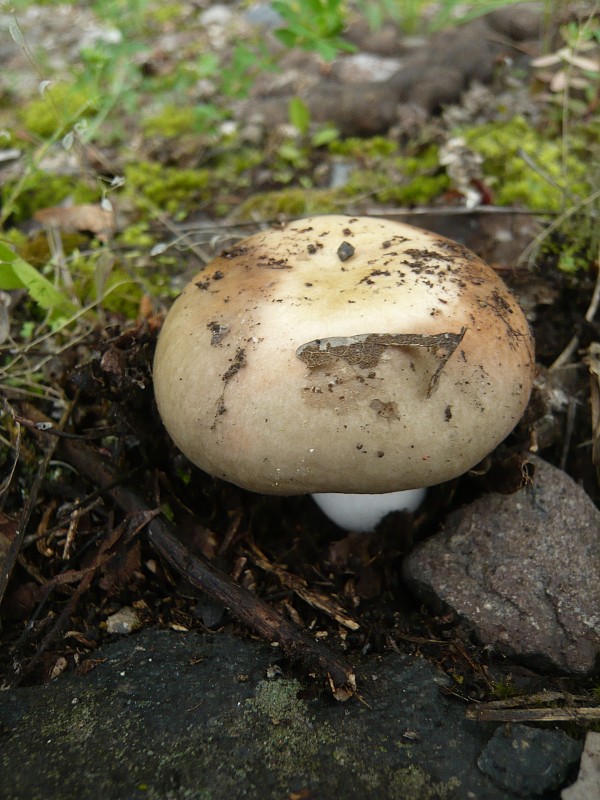 plávka modrastá Russula cyanoxantha (Schaeff.) Fr.