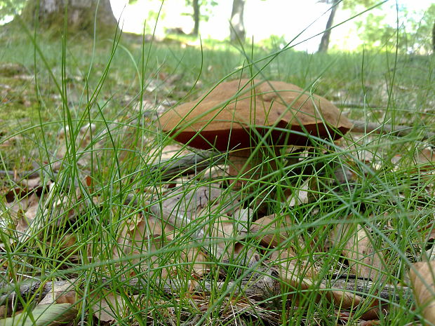 hríb zrnitohlúbikový Sutorius luridiformis (Rostk.) G. Wu & Zhu L. Yang