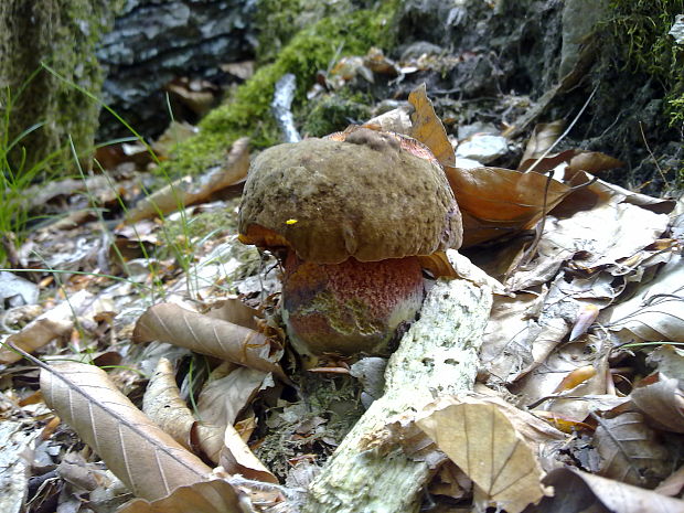 hríb zrnitohlúbikový Sutorius luridiformis (Rostk.) G. Wu & Zhu L. Yang