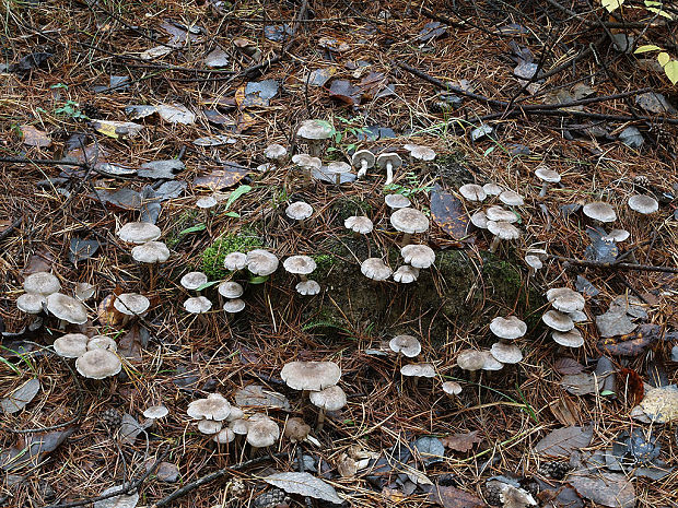 čírovka vŕbová Tricholoma cingulatum (Almfelt) Jacobashch