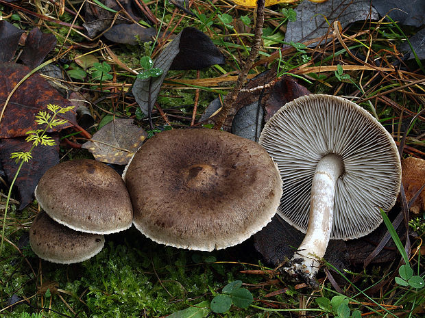 čírovka vŕbová Tricholoma cingulatum (Almfelt) Jacobashch