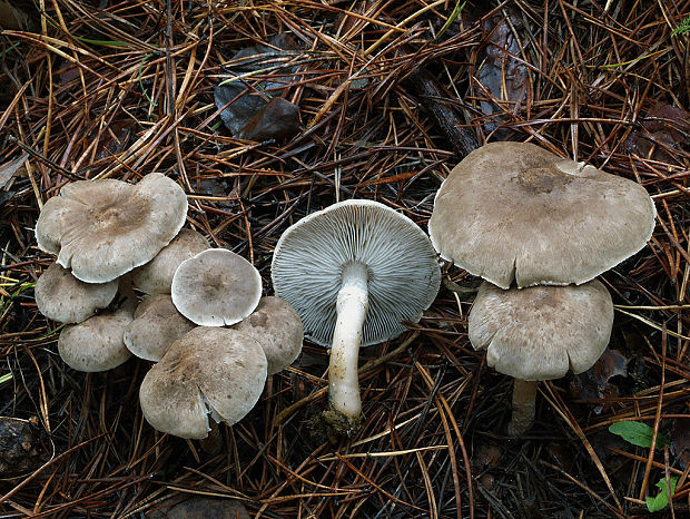 čírovka vŕbová Tricholoma cingulatum (Almfelt) Jacobashch