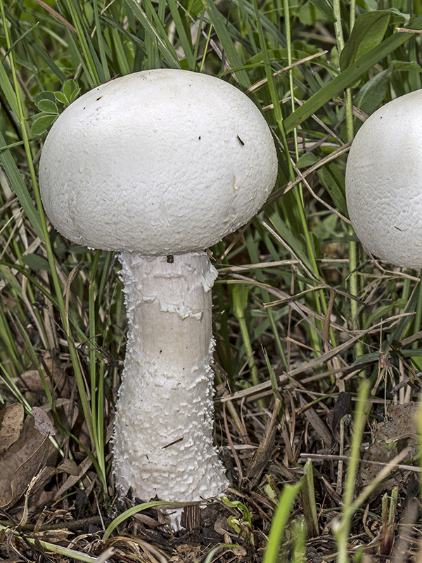 pečiarka veľkovýtrusná Agaricus albidoperonatus Heinem.