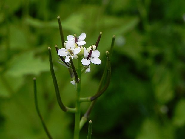 cesnačka lekárska Alliaria petiolata (M. Bieb.) Cavara et Grande