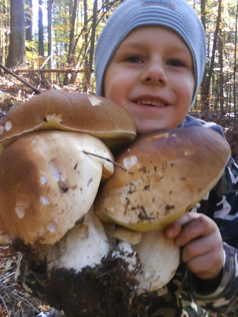 hríb smrekový Boletus edulis Bull.