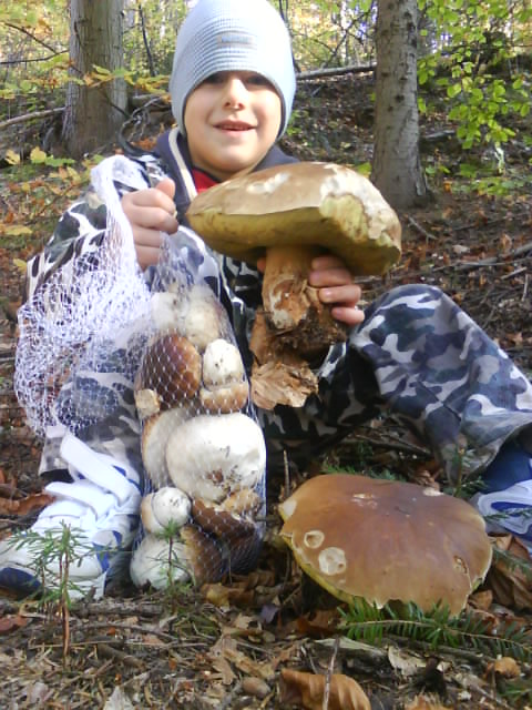 hríb smrekový Boletus edulis Bull.