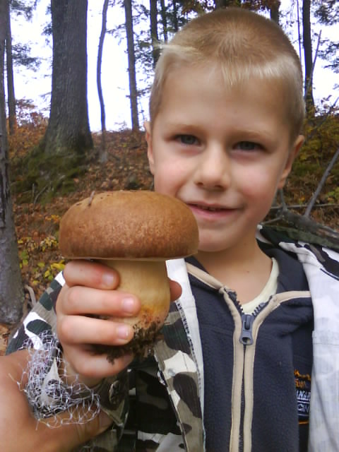 hríb dubový Boletus reticulatus Schaeff.