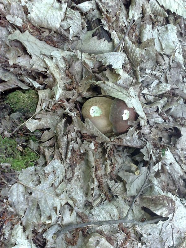 nakúka spod lístia (a oči sú tváre s očami) Boletus reticulatus Schaeff.