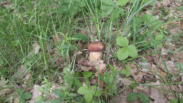 hríb dubový Boletus reticulatus Schaeff.