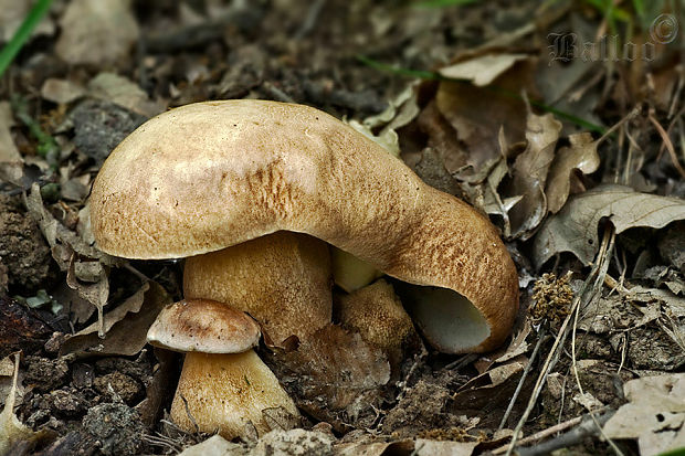 hríb dubový Boletus reticulatus Schaeff.