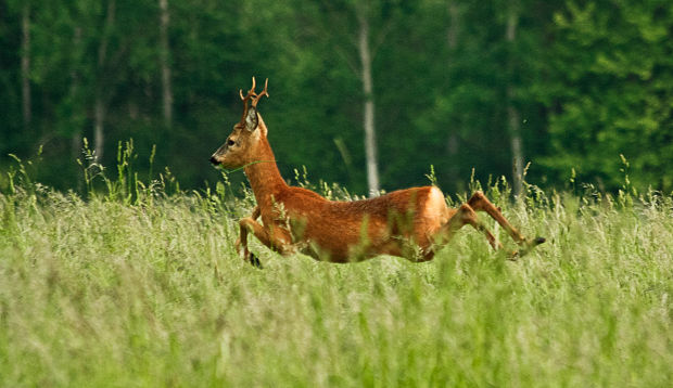 srnec lesný Capreolus capreolus