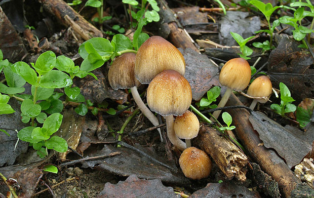 hnojník Coprinus sp.