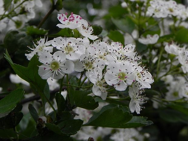 hloh jednosemenný Crataegus monogyna Jacq.