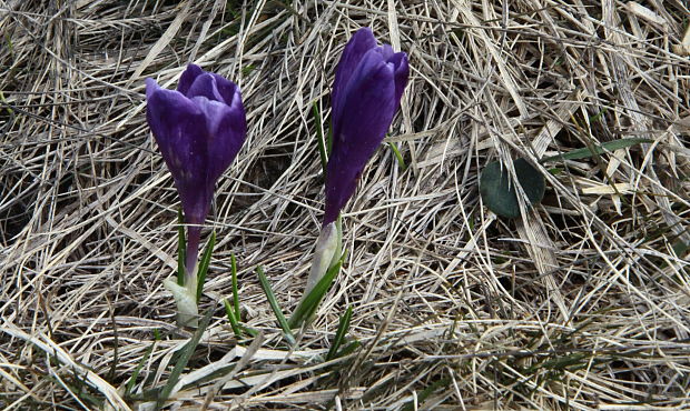 šafran Crocus sp