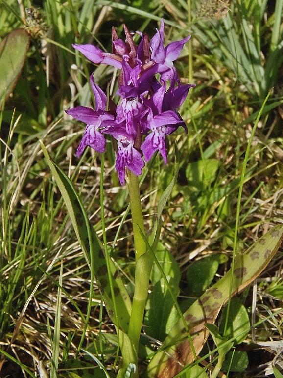 vstavačovec májový pravý Dactylorhiza majalis subsp. majalis (Reincherb.) Hunt & Summerh.