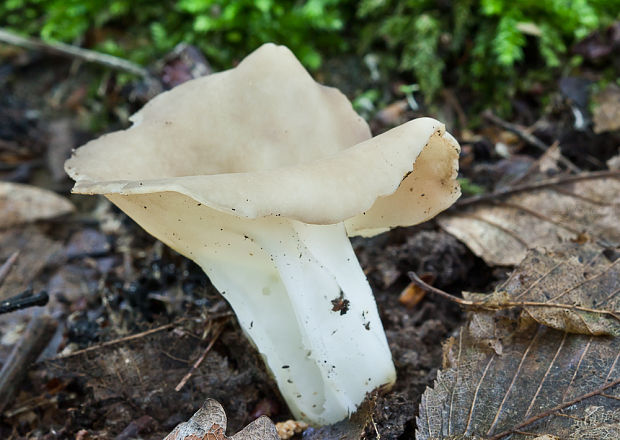 chriapač kalíškovitý Helvella acetabulum (L.) Quél.