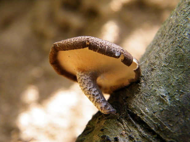 trúdnik strapkatý Lentinus substrictus (Bolton) Zmitr. & Kovalenko