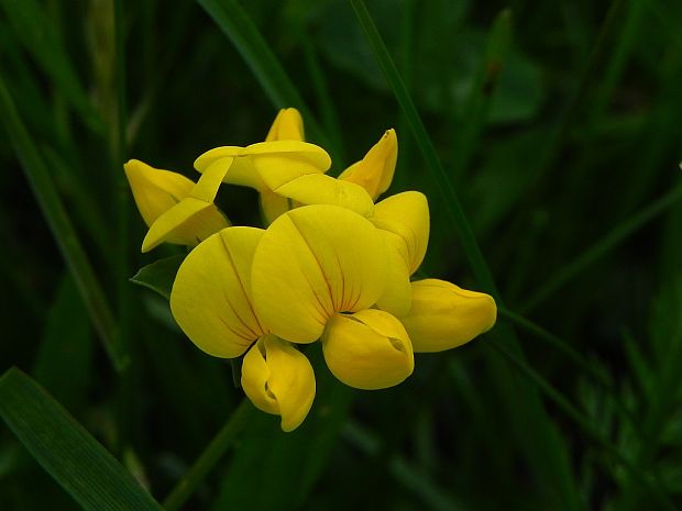 ľadenec rožkatý Lotus corniculatus L.