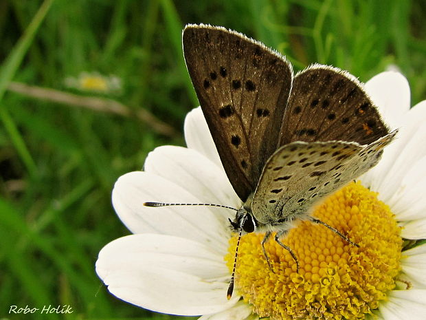 ohniváčik čiernoškvrnný Lycaena tityrus