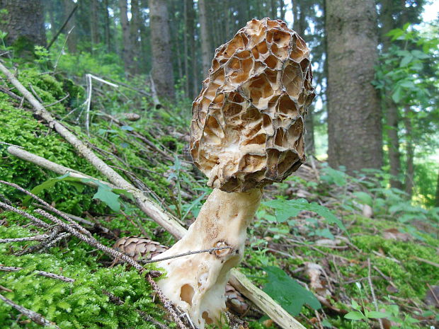 smrčok Morchella sp.