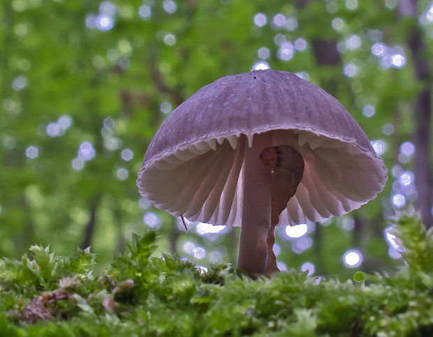 prilbička Mycena sp.