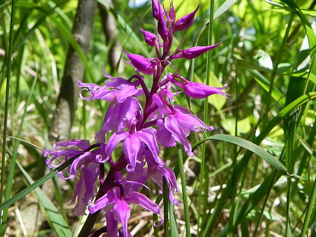 vstavač mužský poznačený Orchis mascula subsp. signifera (Vest) Soó