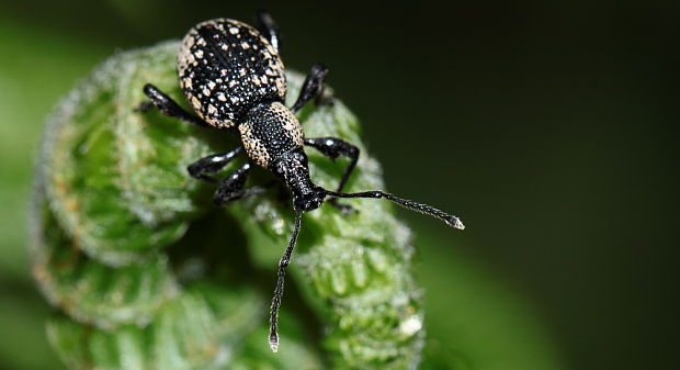 laslokonosec Otiorhynchus opulentus Germar, 1834