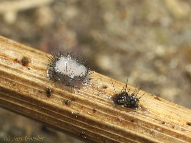 Pseudolachnea hispidula (Schrad.) B. Sutton