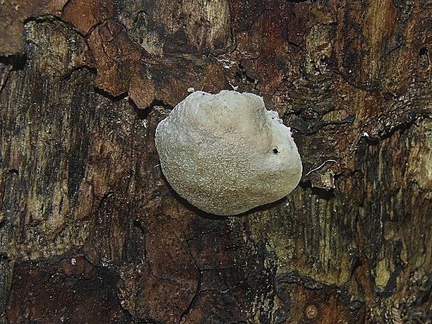 sieťnatka obyčajná Reticularia lycoperdon Bull.